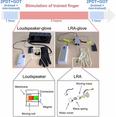 A Mechanical Stimulation Glove to Induce Hebbian Plasticity at the Fingertip